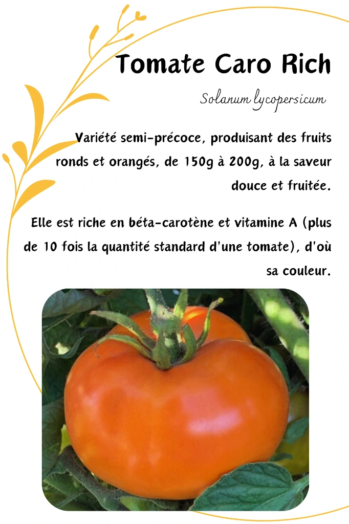 Tomate Caro rich.webp
