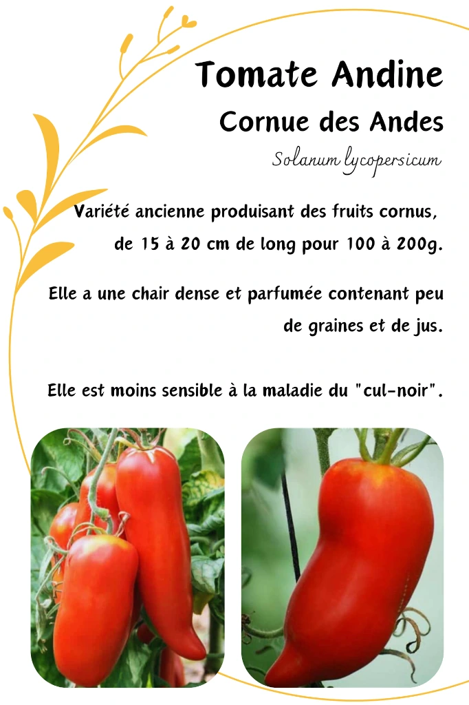 Tomate Andine Cornue.webp