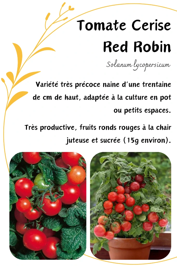 red robin(1).webp