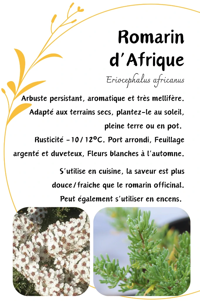 romarin afrique.webp