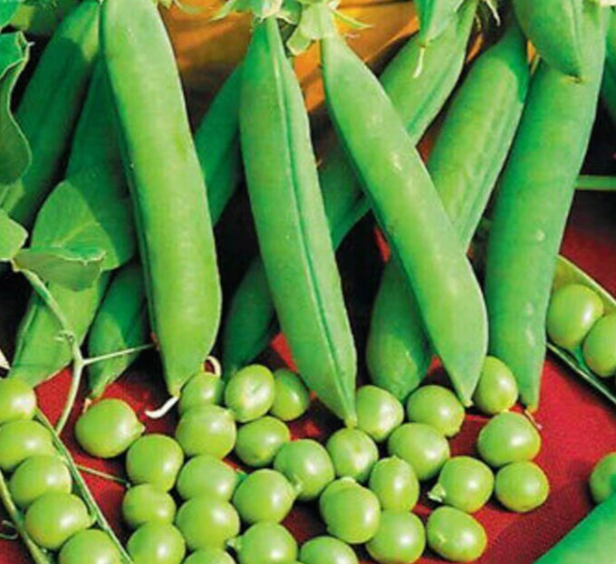 pois douce provence2.webp