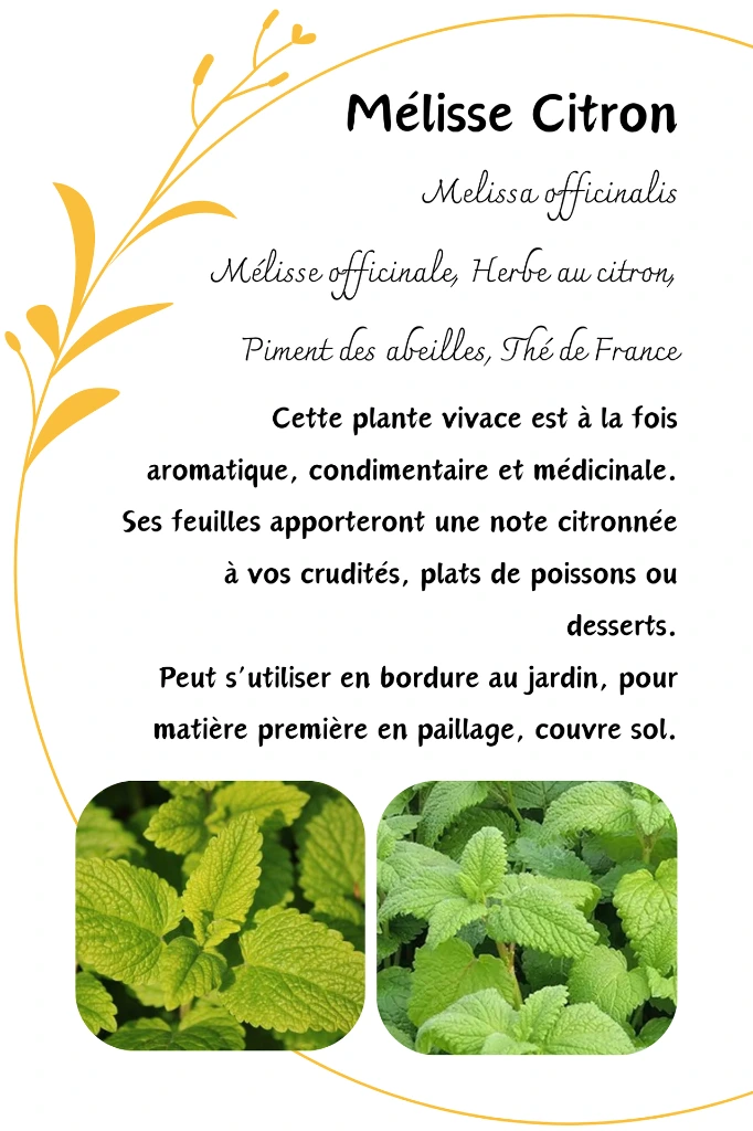 Mélisse Citron.webp