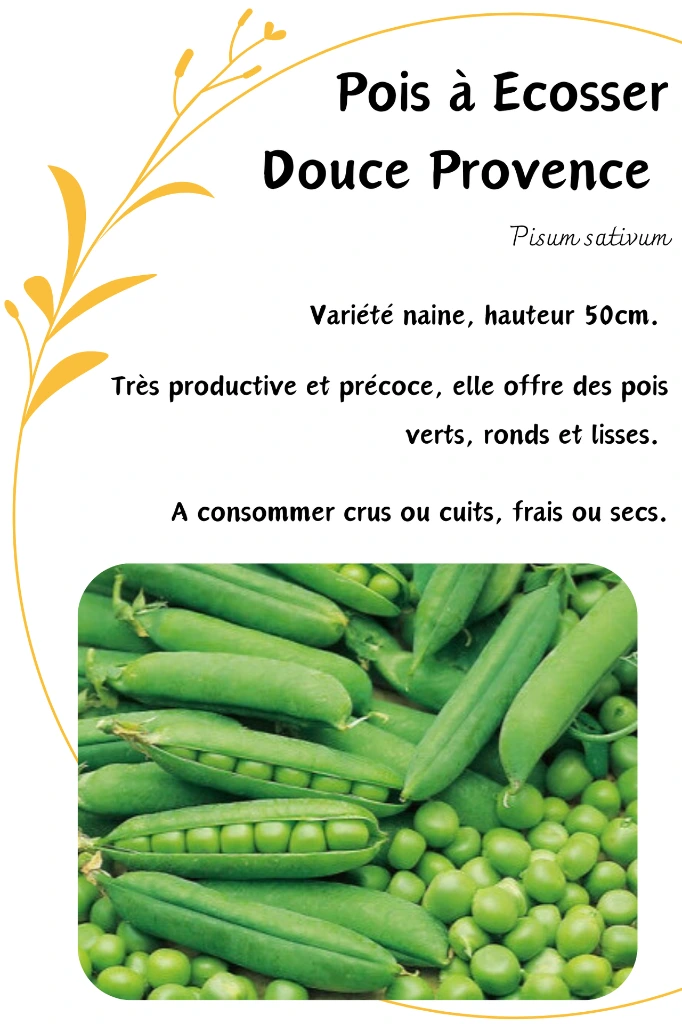 pois douce provence.webp