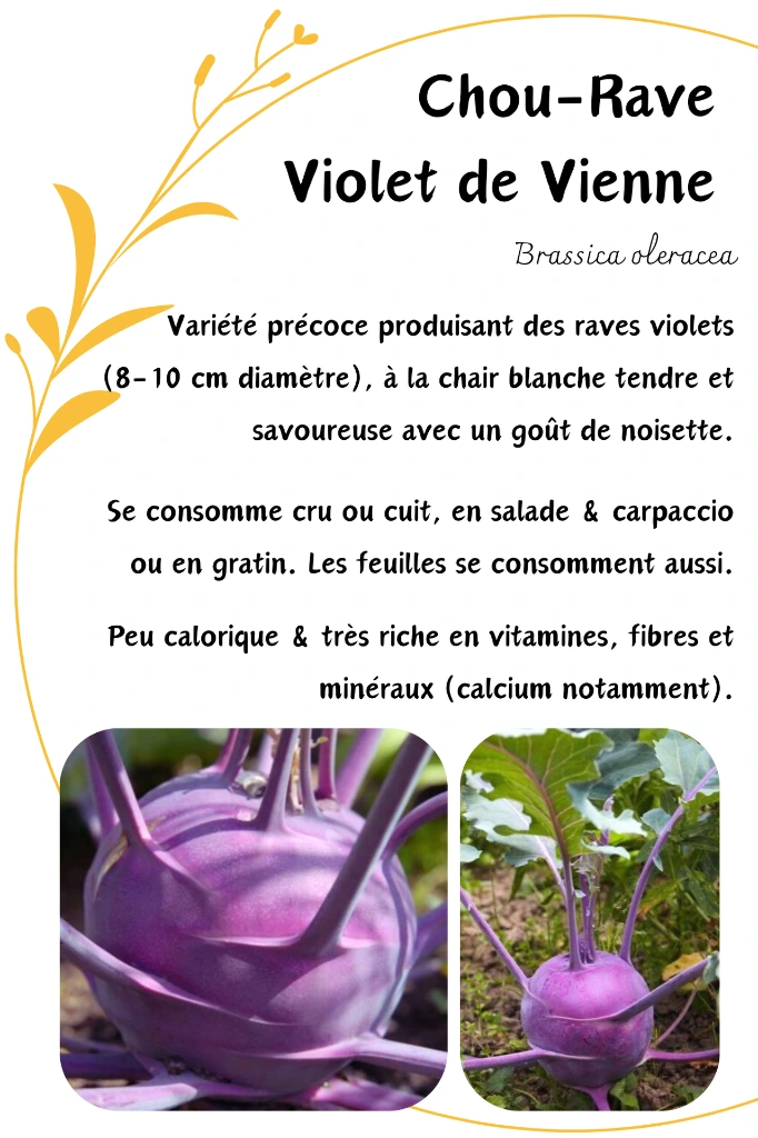 Chou-Rave Violet de vienne.webp