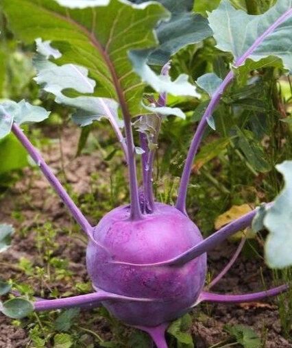 chou rave violet vienne2.webp