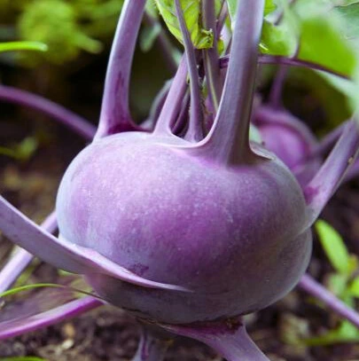 chou rave violet vienne4.webp