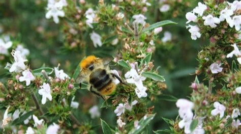 sariette photo2.webp