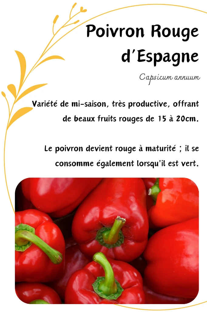 poivron rouge.webp