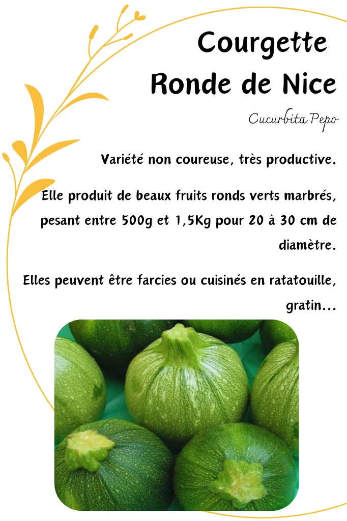 courgette ronde de nice.webp
