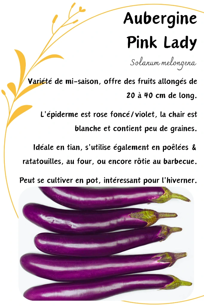 aubergine pink lady.webp