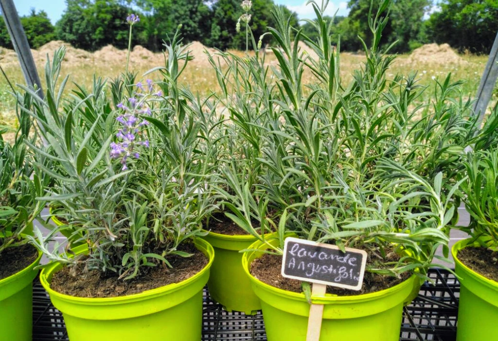 lavande munstead photo3.webp