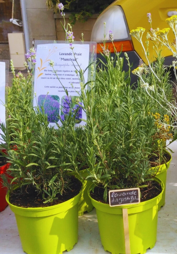 lavande munstead photo2.webp