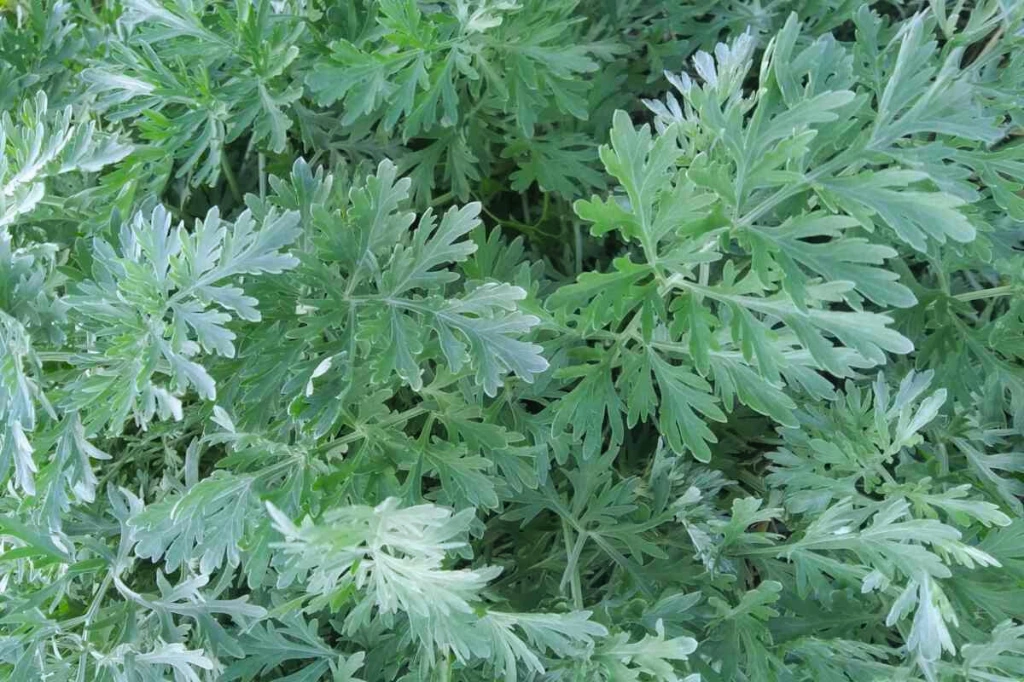 absinthe photo3.webp