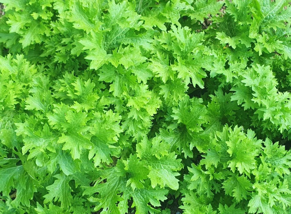 growing-wasabino-seed-ireland - Modifié.webp