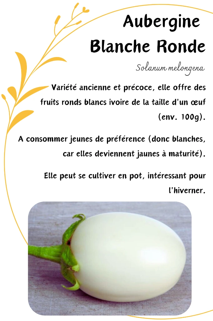 aubergine blanche ronde.webp