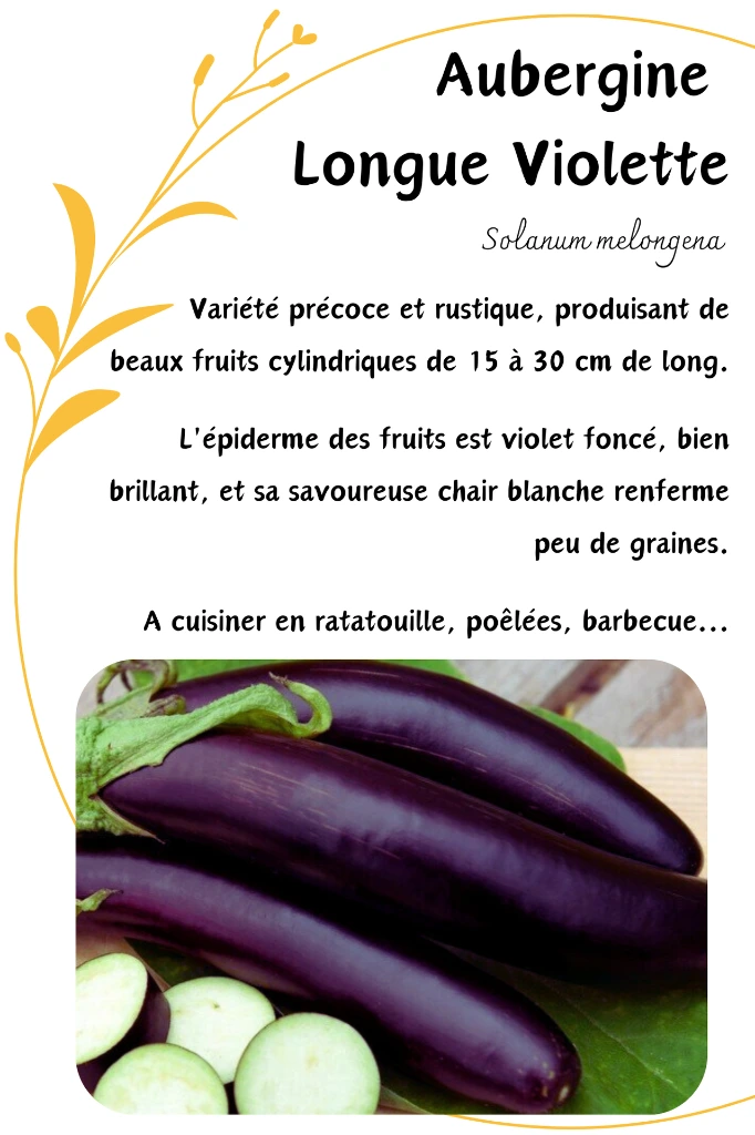 aubergine longue violette.webp