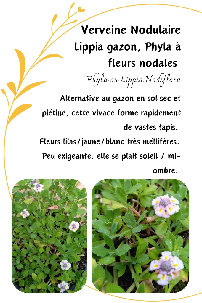 verveine nodulaire.webp