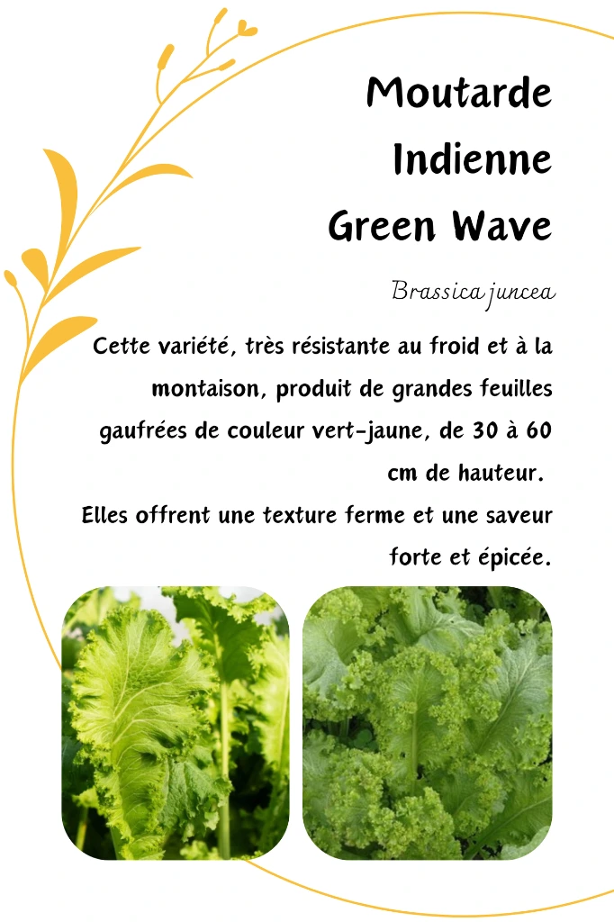 Moutarde Green Wave.webp