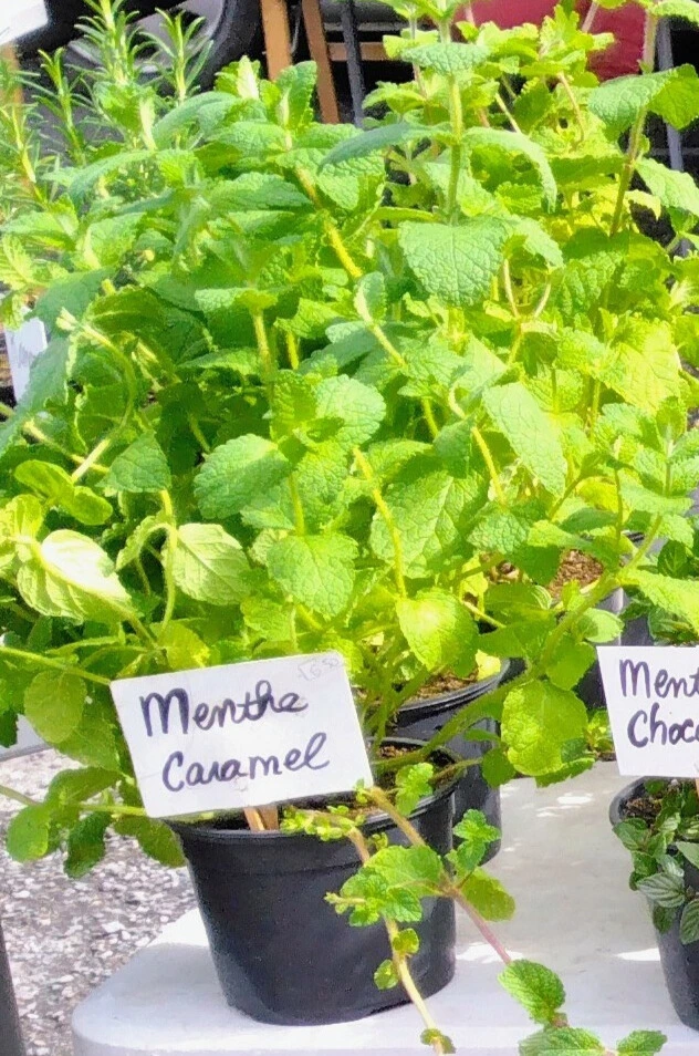 menthe caramel photo1.webp