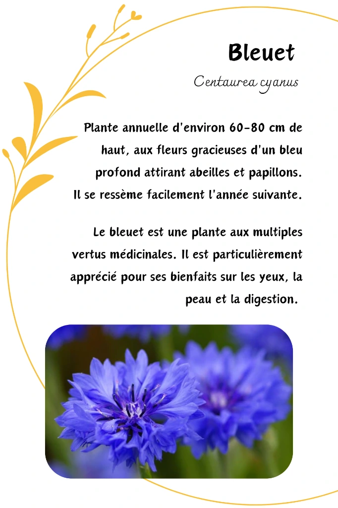 bleuet.webp