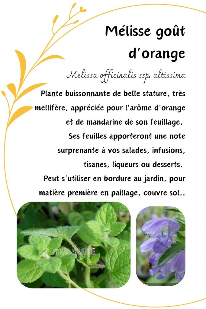 Mélisse Orange.webp