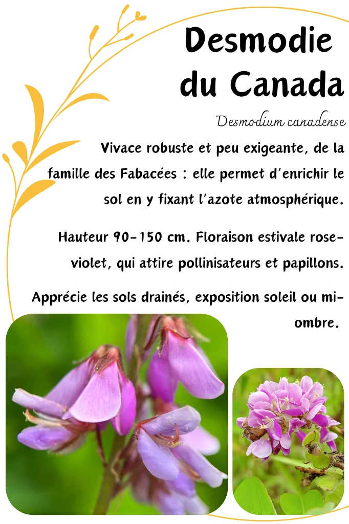 DESMODIE CANADA.webp