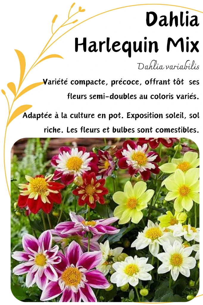 DAHLIA HARLEQUIN MIX.webp