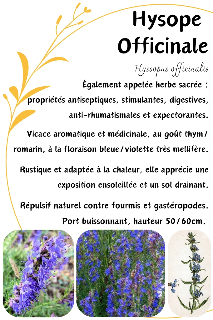 hysope.webp
