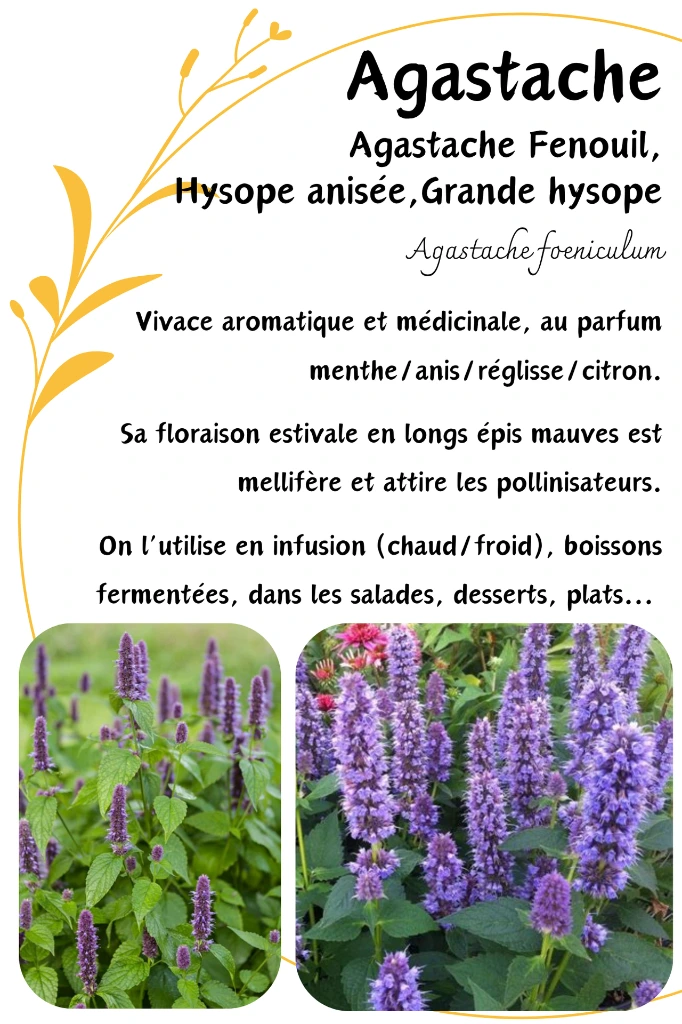 agastache.webp