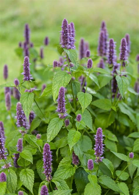 agastache2.webp