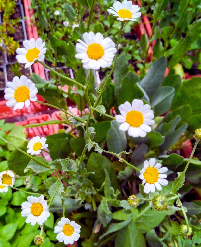 menthe coq photo2.webp