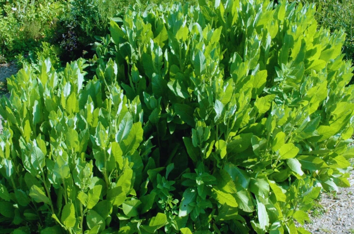 menthe coq photo3.webp