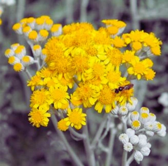 absinthe photo1.webp