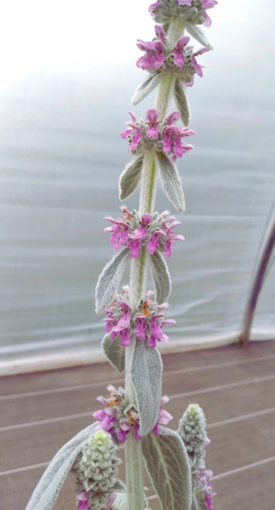 oreille ours photo4.webp