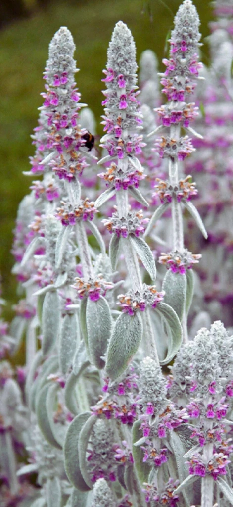 oreille ours photo1.webp