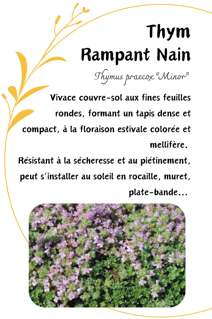 thym rampant.webp