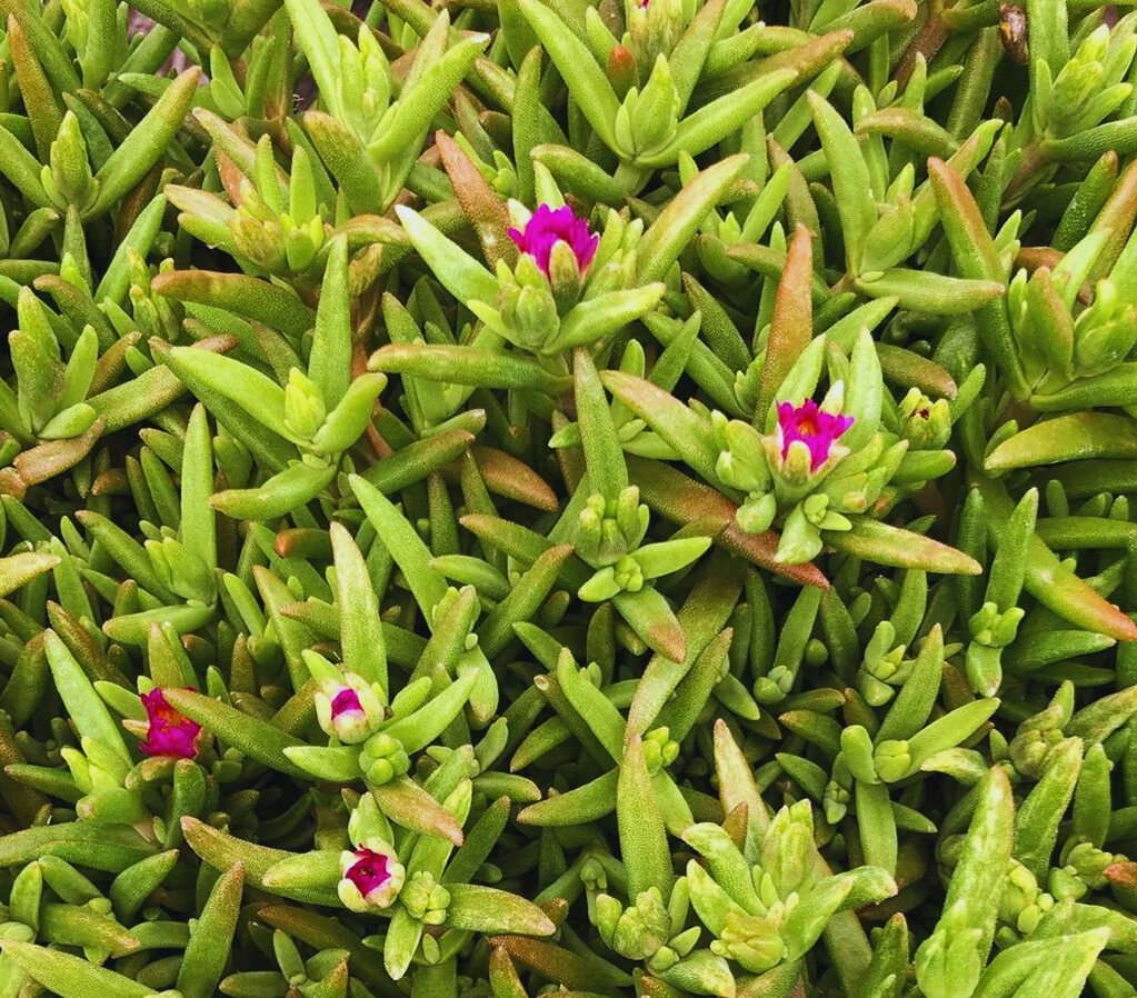 delosperma photo2.webp