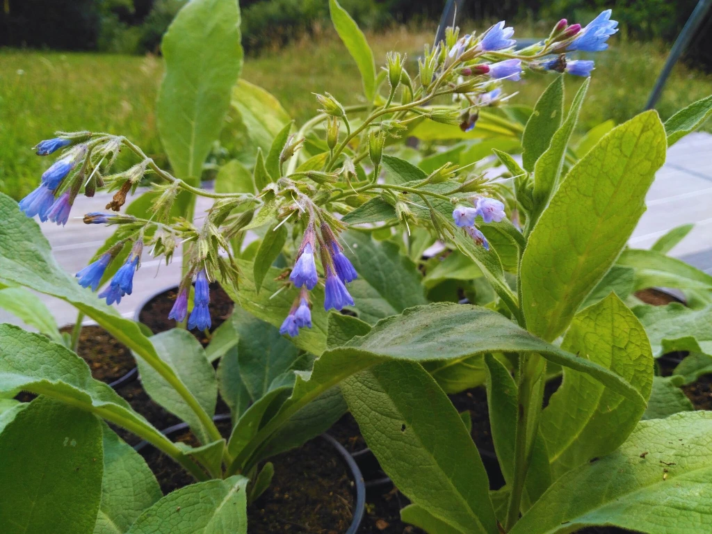 consoude caucase photo3.webp