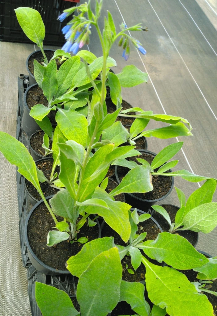 consoude caucase photo2.webp