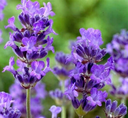 Lavande Angustifolia Munstead - Pot 2L 