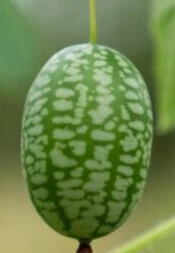 Concombre du Mexique - Cuacumelon - Godet 8 cm  