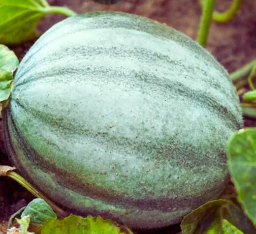 Melon Vieille France - Godet 8 cm 