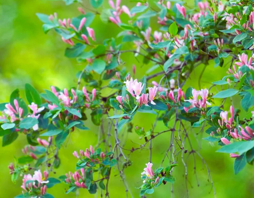Chèvrefeuille de Tartarie - Pot 2L 