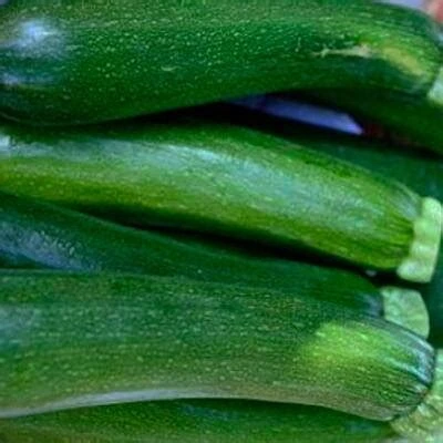 Courgette Verte de Milan - Godet 10.5cm