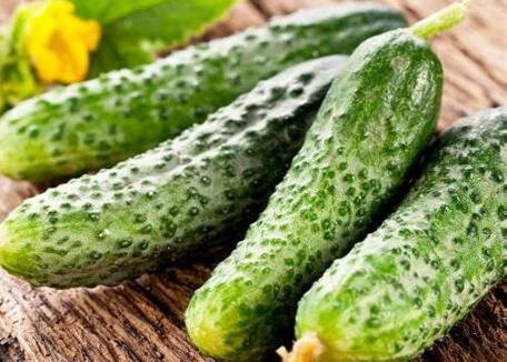 Cornichon Fin de Meaux - Godet 8 cm