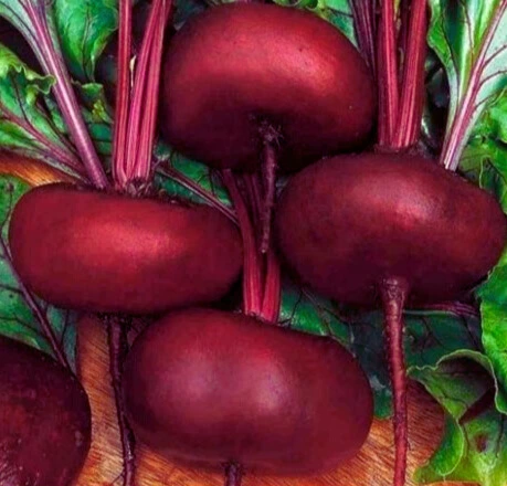 Betterave Rouge Plate d'Egypte