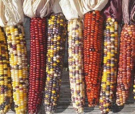 Maïs Doux Arc-en-Ciel Inca - Godet 8 cm 