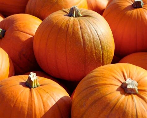 Courge Jack O' Lantern - Godet 10.5cm