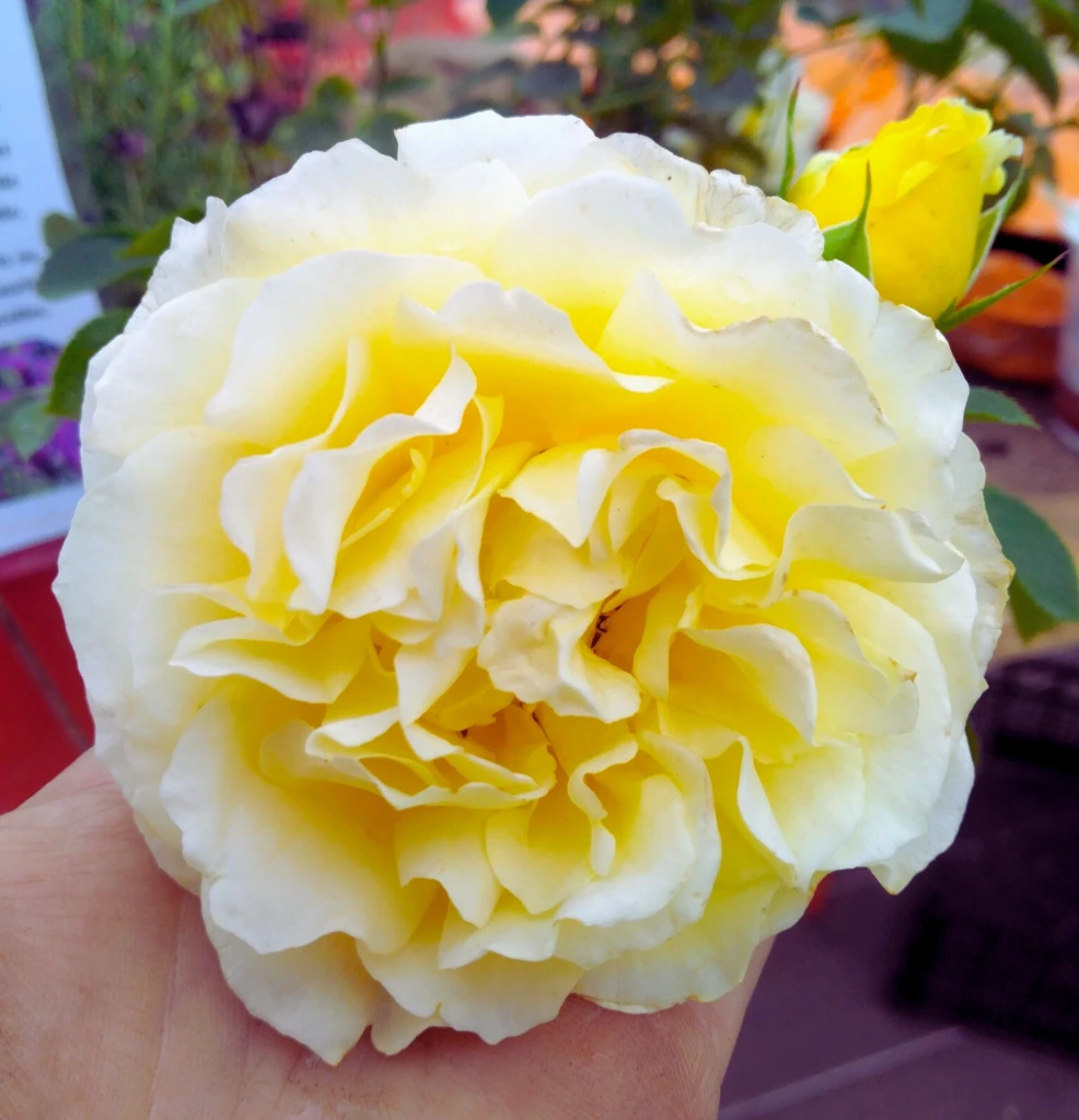 Rosier Grimpant Jaune