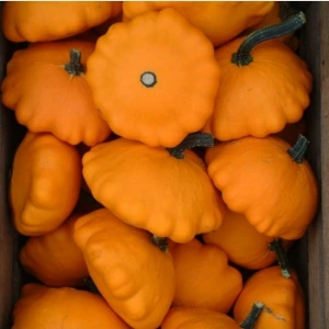 Pâtisson Orange - Godet 10.5cm